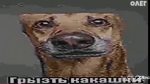 мем грызть какашки