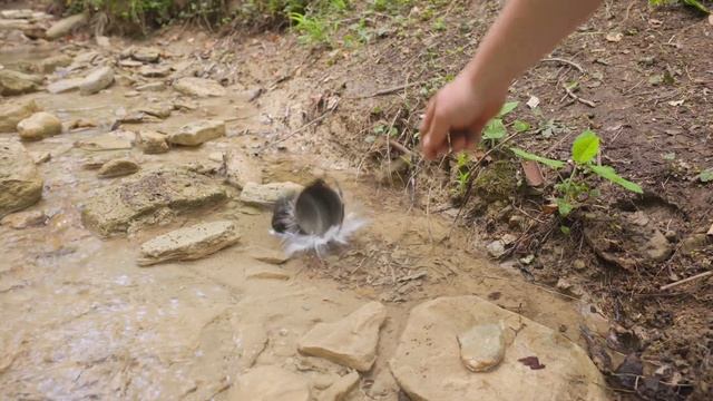 Primitive Stone-Seared Ribeye Steak in the Deep Forest смотреть онлайн