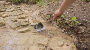 Primitive Stone-Seared Ribeye Steak in the Deep Forest