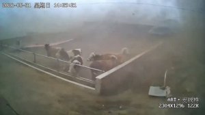 Коров чуть не унесло порывом ветра: в Китае начался апокалипсис. 

В уезд Чанлин пришло мощное торна