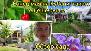 Конец мая : такого на Кубани ещё не было 🌧⚡ Обзор нашего сада🌳🍒