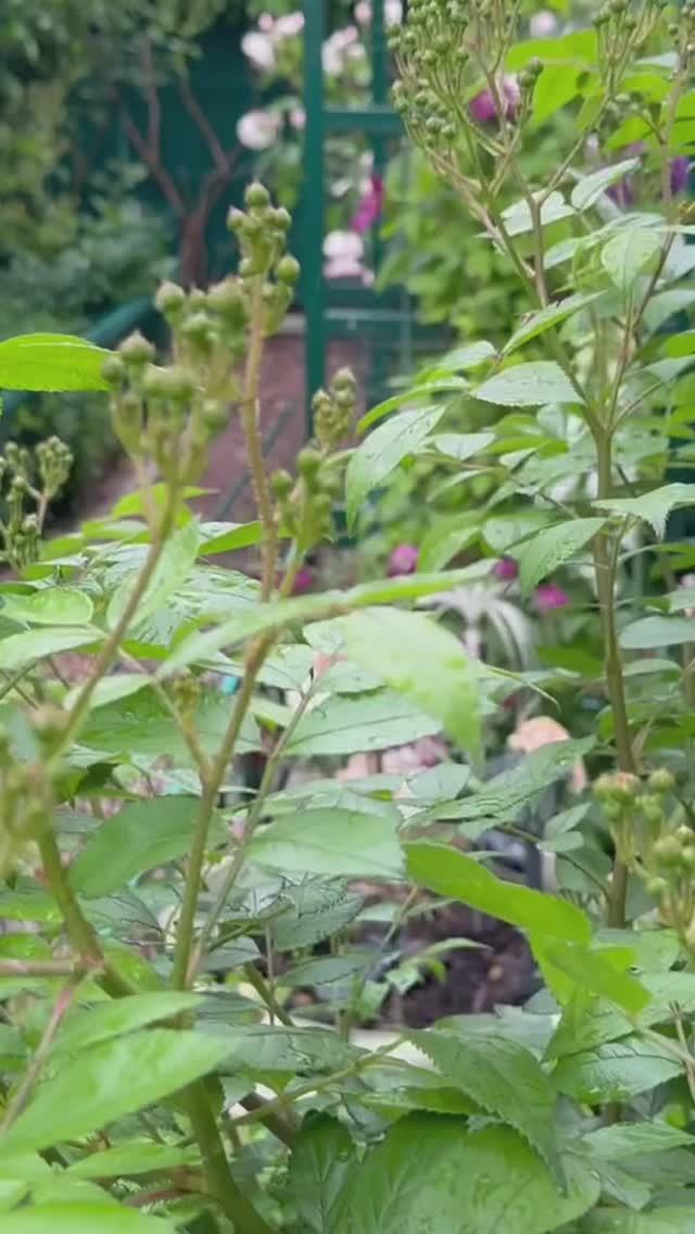 Утро в саду 💐31 мая 26г🌿 смотреть онлайн