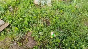 31.05.2026г. Дожди 🌦️ не прекращаются.Всё заросло травой 🌿 В теплице всё растёт.Цыплята 🐤 растут