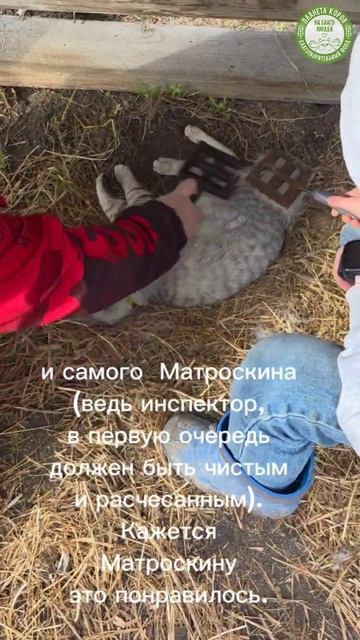 Чистим телят, коров и кота на Планете коров