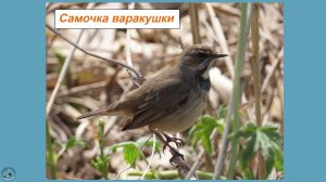 Самка варакушки - просто красавица