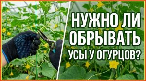 ФОРМИРОВКА ОГУРЦОВ ДЛЯ БОЛЬШОГО УРОЖАЯ! Нужно ли отрывать усы