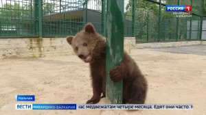 Пушистые новосёлы Нальчикского зоопарка прошли первичную адаптацию
