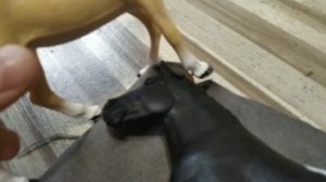 (первое видео про лошадей) типы лошадей шляйх