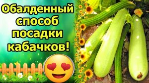 ПОСАДКА КАБАЧКОВ ЧЕМ ЗАПРАВИТЬ ЛУНКИ ДЛЯ ОБИЛЬНОГО УРОЖАЯ