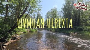 Шумная Нерехта