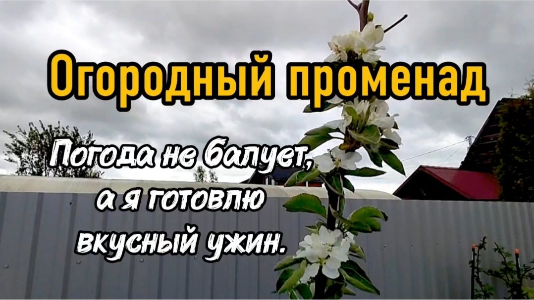 Огородный променад. Погода не балует, а я готовлю вкусный ужин.