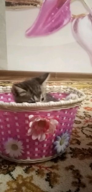 Привет я кузя🐱🐈🐈⬛