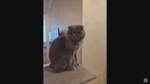 Котята счастливые коты СЧАСТЛИВЫЕ КОТЫ