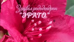 Зацвёл Рододендрон гибридного сорта 'Erato' (Rhododendron hybridum 'Erato')