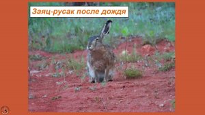 Заяц после дождя умылся и убежал