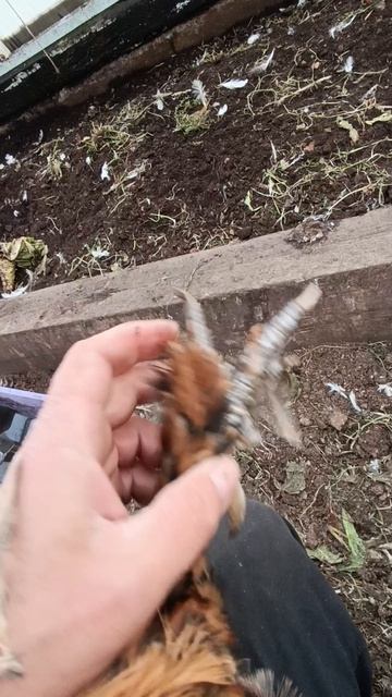 Дедушка Петя и пять пальцев.