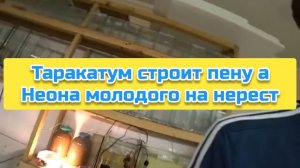 Таракатум строит пену а Неона молодого на нерест
