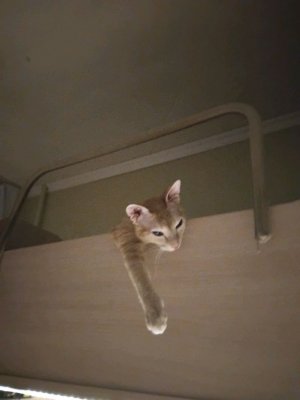 полов