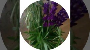 Всем давали веточки травы и цветочки