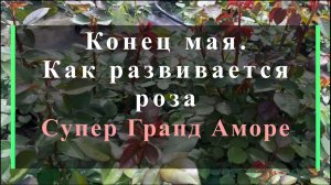 Конец мая.Как развивается роза Супер Гранд Аморе.