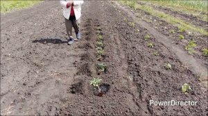 Сажаю томаты, глаз не алмаз 😄