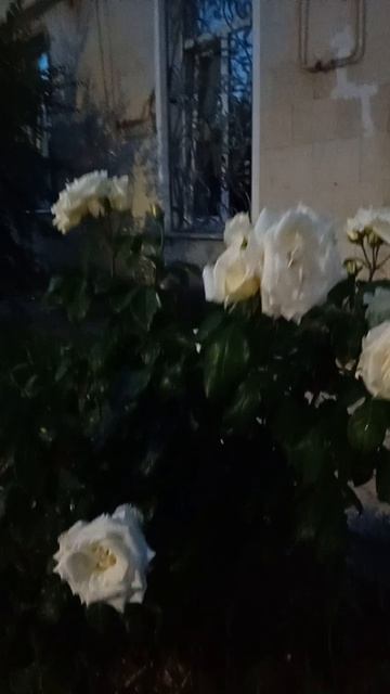 Розы рядом. Евпатория.