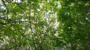 Курский соловей поёт в зеленой роще