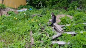 Когда работать лень, но кто-то другой должен ☝️ Куры 🐔🐓 утки 🦆 гуси 🪿 рыжий кот Фокс🐱 и другие