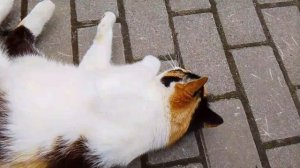 😺😺💖💖