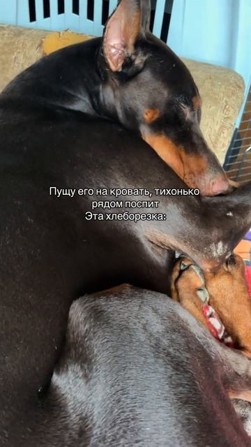 Подушка анекдот рассказывает
