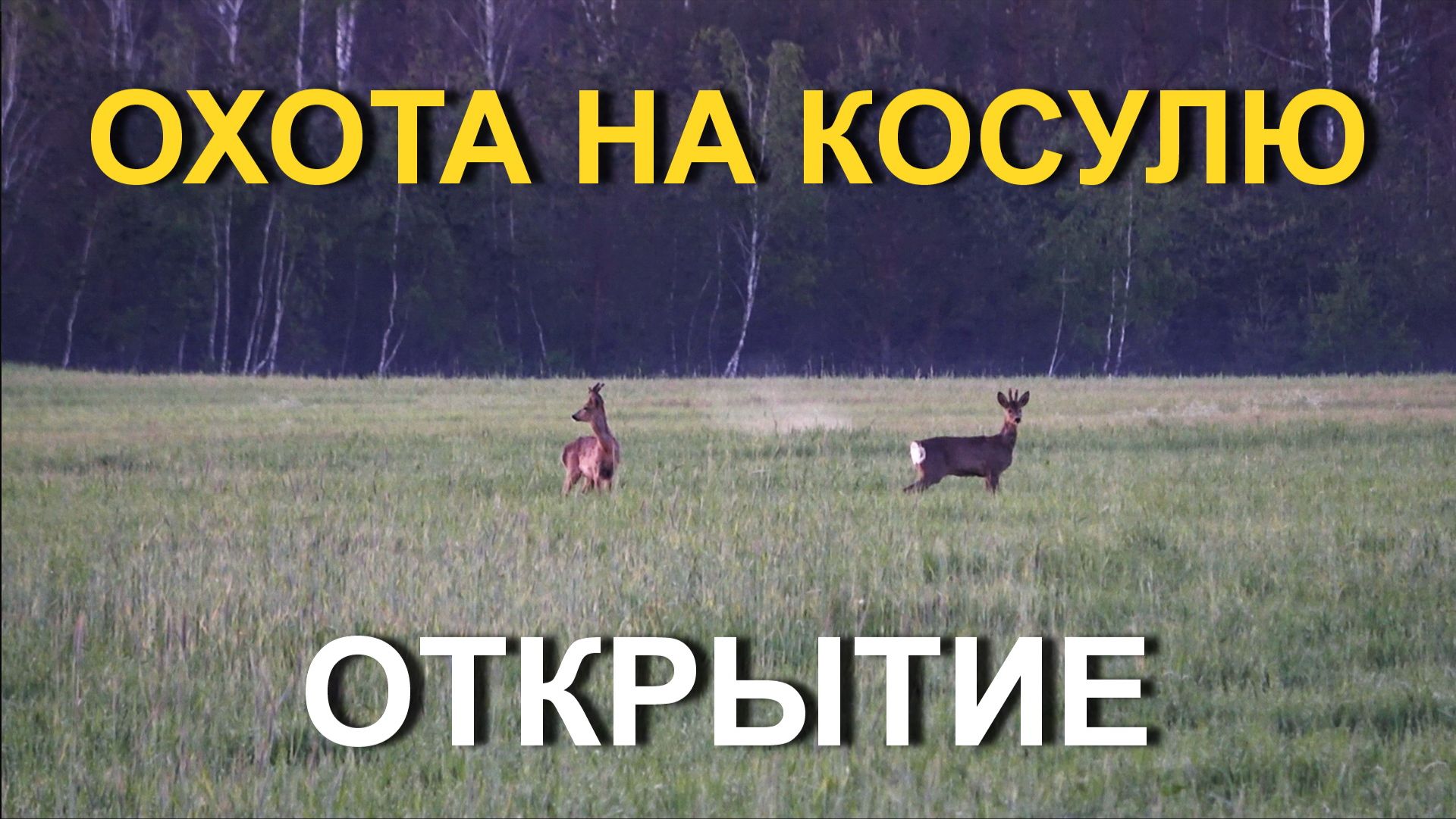 ОХОТА на косулю с подхода💥ОТКРЫТИЕ сезона