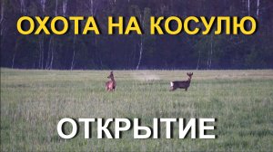 ОХОТА на косулю с подхода💥ОТКРЫТИЕ сезона