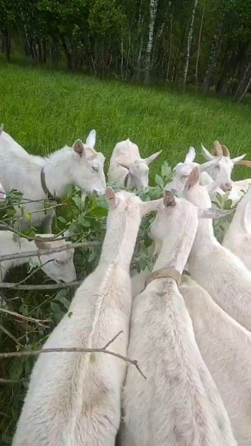 Царство свободы, или «Козье рябство» без купюр🐐☘️🌿🌱#КозьеРябство #ФермерскиеПродукты