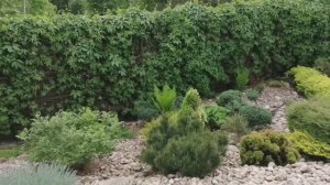 Делаю из можжевельника Бонсай! Формирую Сосну горную! 🌲🌳🌴