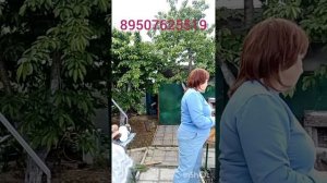 310526 Пуховые платки и изделия из пуха и шерсти от Светланы