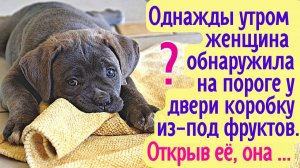 Однажды утром, женщина обнаружила на пороге у двери коробку из-под фруктов. Открыв её, она ...
