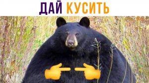 СКРОМНЫЙ МЕДВЕДЬ)) Приколы
