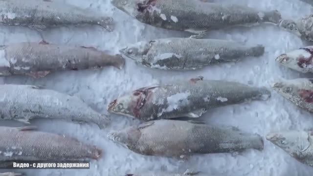 Якутская Арктика- произвол госорганов, негативно сказывается на экономике рыбаков Арктики.