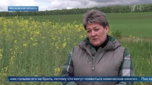Агроном объяснила, чем опасны испанские слизни.