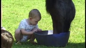 Belgian Draft Horse - the old mare and her foal also belong to the family [480p]