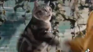 Котячий Кун-фу и методы противодействия