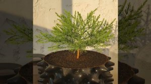 Sequoiadendron giganteum 1 year.mp4