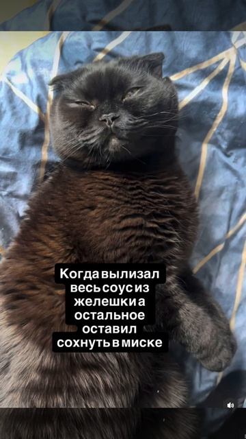 У все так делают коты ?