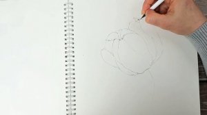 Махровый тюльпан. Построение.