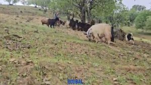 Выпечка кочевого хлеба.