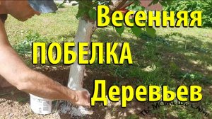 Как покрасить (Побелить) деревья садовой краской весной правильно