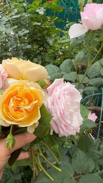 Розы Остина💐в саду🌿 смотреть онлайн
