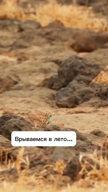 Врываемся в лето смотреть онлайн