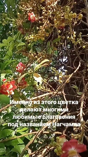 Благовония из этого цветка
