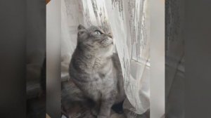 Лапа. Приют Бим,Омская обл, Азово.